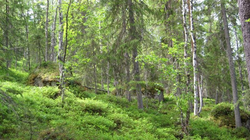 Blandskog (ca 100 år) av gran, tall och björk. Luckigt bestånd. Ont om död ved. Sälgar med Lunglav och nephromaarter. Naturvårdsintressanta arter: Lunglav, bårdlav och stuplav.