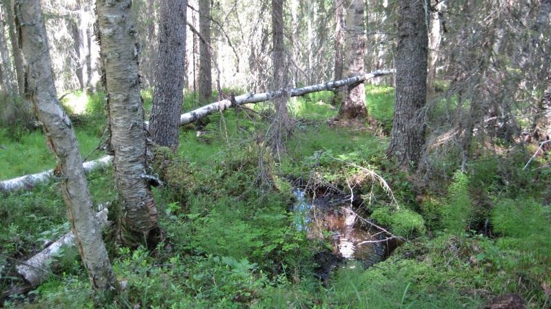 Bestånd: 12 Storlek: 1,3 ha Beskrivning: Bäckmiljö med rörligt markvatten i brant nordsluttning. Gran och björk. Både färska och gamla lågor.