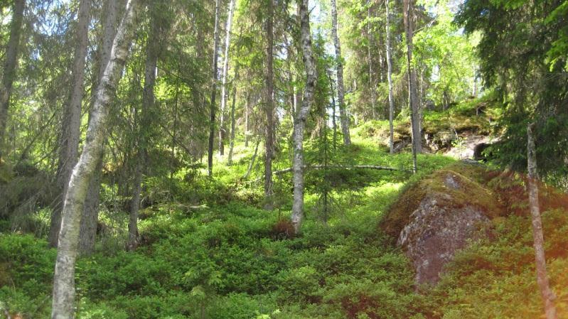 Skötselklass: Fri utveckling Skötselförslag: Lämnas utan åtgärd. Bestånd: 13 Storlek: 2,8 ha Beskrivning: Brant N-NO sluttning med fuktstråk längst ner.