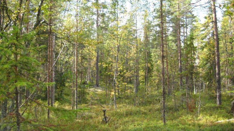 Bestånd: 14 Storlek: 1,5 ha Beskrivning: Blandskog av tall, gran och löv på mager mark. En nötkråka observerades i beståndet. Naturvärdesbedömning: Funktionsklass A (U). Klass 4. Närnaturvärde B.