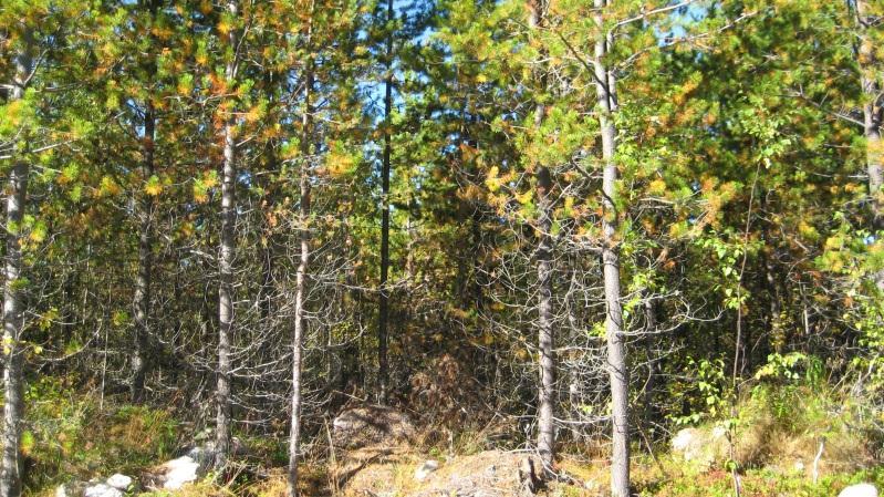 15 km skidspåret löper genom beståndet både i de centrala och norra delarna. En naturvärdessälg med lunglav och skrovellav återfanns nära myren och skidspåret i nordöstra delen.