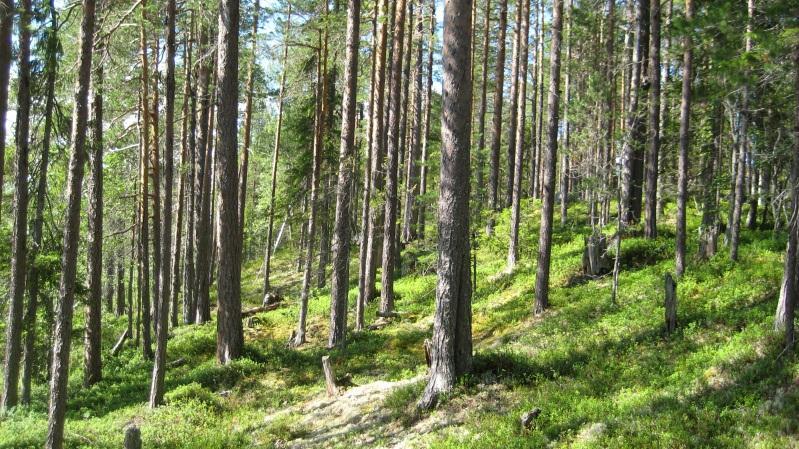 Gammal tallskog med stor åldersspridning. Högstubbar med bohål. Kolade stubbar. Spridda gamla lågor.