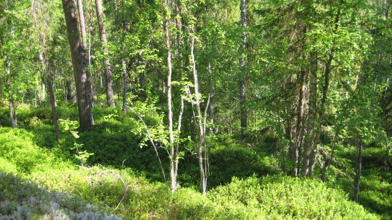 Bestånd: 18 Storlek: 5,5 ha Beskrivning: Relativt brant NO-sluttning ner mot järnvägen. Äldre blandskog med skiktning av tall, gran och löv. Ovanligt stort lövinslag för området.