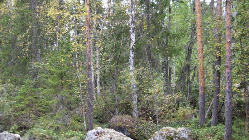 Skötselklass: Specialskötsel Skötselförslag: Ringbarkning för att skapa död ved eller naturvårdsbränning. I övrigt inga åtgärder. Bestånd: 19 Storlek: 1,4 ha Beskrivning: Smalt bestånd mot järnvägen.