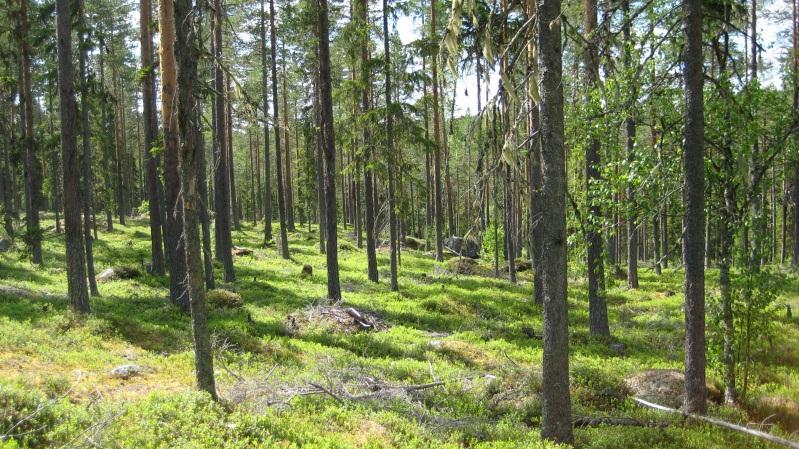 Bestånd: 20 Storlek: 4,4 ha Beskrivning: Sluttning mot myr. Gallrad tall och granskog ca 100 år. Enstaka äldre tallar. Spridda lågor och torrakor. Beståndet korsas av 15 km spåret i södra delen.