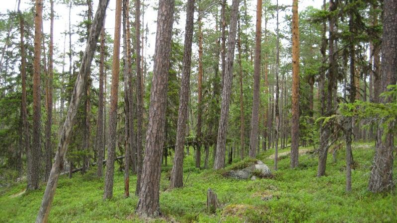 Skärmträden lämnas som evighetsträd. Bestånd: 21 Storlek: 7 ha Beskrivning: Gammal talldominerad skog med natur/urskogskaraktär beläget på toppen av en bergsknabb och sluttningar ner mot myr.