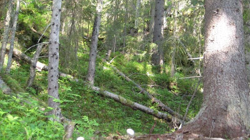 Bestånd: 24 Storlek: 3,6 ha Beskrivning: Brant sluttning med lodytor. Gammal blandskog med tall, gran, björk, asp, sälg och rönn. Fuktstråk närmast elljuspåret i söder.