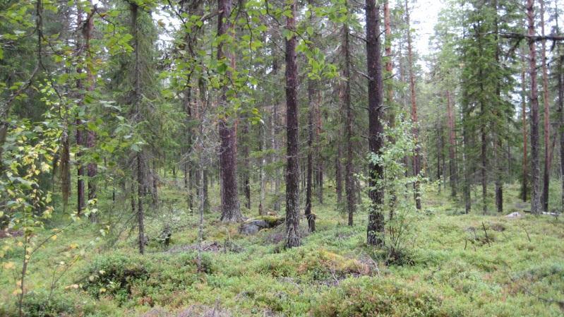 Begynnande naturskogskvaliteter Skötselklass: Specialskötsel Skötselförslag: Skapa död ved genom ringbarkning. I övrigt inga åtgärder.