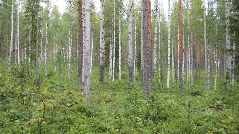 Bestånd: 28 Storlek: 4,6 ha Beskrivning: Östsluttning. 70 årig tallskog med stort inslag av löv (asp, björk enstaka sälg). Naturvårdsintressanta arter: Skinnlav. Pyrola.