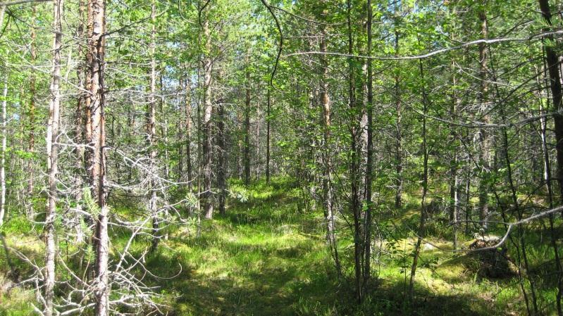 Bestånd: 30 Storlek: 4,9 ha Beskrivning: Tallungskog ca 30 år. Naturvärdesbedömning: Funktionsklass A. Klass 4. Närnaturvärde C.