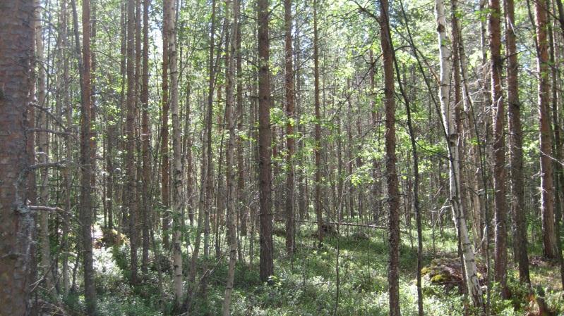 Bestånd: 31 Markägare: Svenska kyrkan. Storlek: 1,9 ha Beskrivning: Tallungskog ca 30 år. Naturvärdesbedömning: Funktionsklass A.