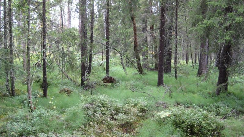 Bestånd: 33 Storlek: 2 ha Beskrivning: Relativt brant östsluttning. Fuktstråk med äldre gran och lövskog (björk, asp, sälg, al). Viss skiktning.