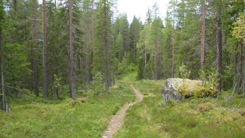 Bestånd: 35 Markägare: Svenska kyrkan Storlek: 4,9 ha Beskrivning: Äldre blandskog (ca 100 år) av tall, gran, björk och asp. Ställvis stort aspinslag. Luckig och delvis skiktad skog.