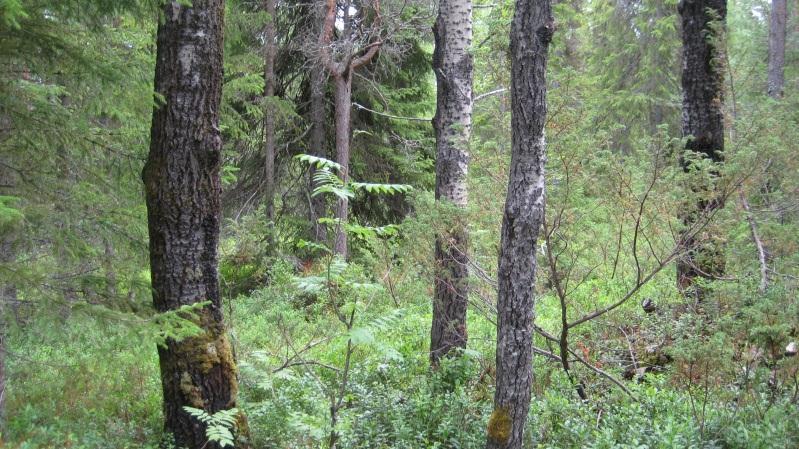 Skötselförslag: Bevara naturligt förekommande lövträd. Föryngring genom luckhuggning eller skärmställning.