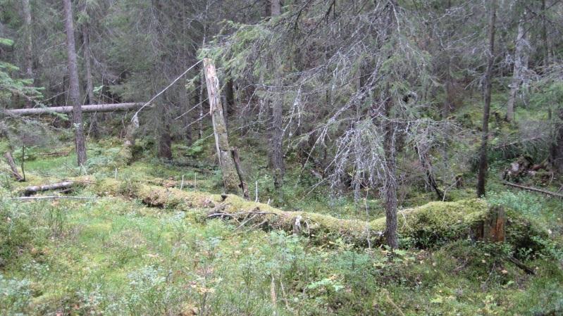 Talldominerat på de torrare partierna och gran och löv dominerat i fuktsvackor. Ett fuktstråk (bäck/dike) löper genom sydvästra delen och där är skogen sumpskogsarted.