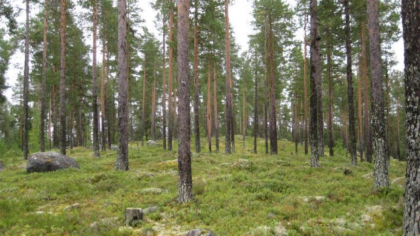 Bestånd: 37 Markägare: Svenska kyrkan Storlek: 24,9 ha Beskrivning: Östsluttning ner mot Tannbergsskolan. Gallrad tallskog ca 100-120 år. Flera skidskår korsar beståndet.