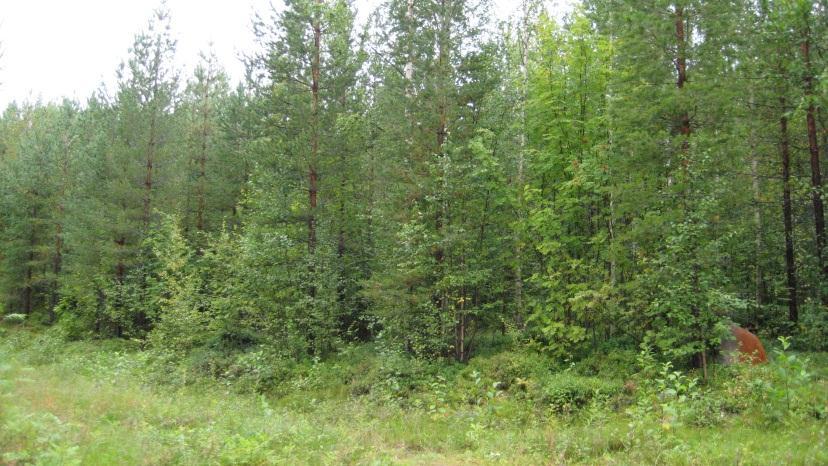 Skötselförslag: Stor hänsyn bör tas med tanke på läget nära Tannbergsskolan. Skapa evighetsbestånd genom att låta skogen utvecklas fritt och på sikt föryngras genom plockhuggning.