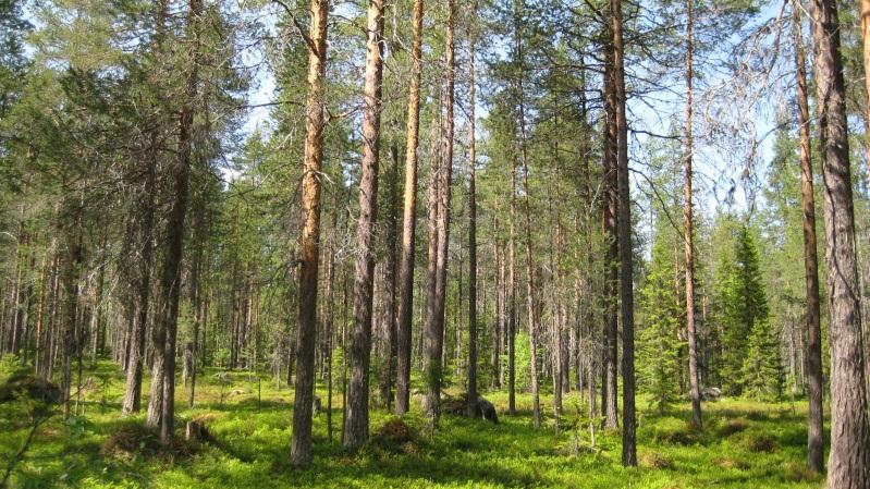 Bestånd: 39 Markägare: Svenska kyrkan. Storlek: 11,5 ha Beskrivning: 100-120 årig tallskog. Ingår i Södermalms skolskog Sjumilaskogen.