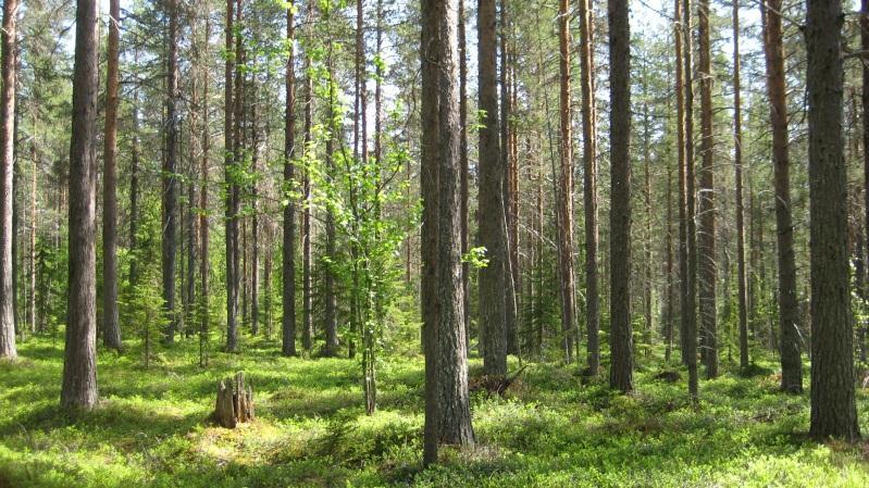 Max 50 % uttag. Bestånd: 41 Markägare: Svenska kyrkan. Storlek: 11,8 ha Beskrivning: Äldre tallskog på plan/småkuperad terräng. Spridda torrakor.