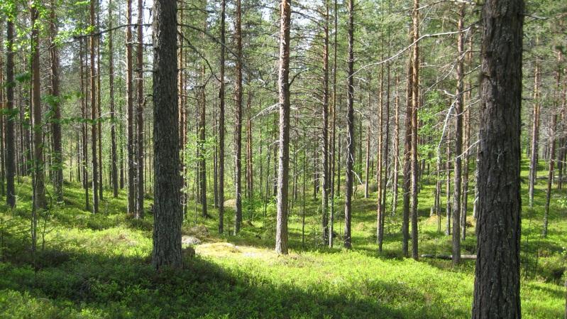 Bestånd: 42 Markägare: Svenska kyrkan. Storlek: 4,6 ha Beskrivning: Gallrat 80-100 årigt tallbestånd ovanför hoppbacken. Småkuperad terräng.