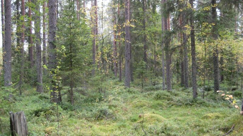 Skötselförslag: Föryngring genom skärmställning. Max 50% uttag. Bestånd: 43 Markägare: Svenska kyrkan.