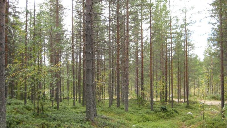 Bestånd: 44 Markägare: Svenska kyrkan Storlek: 6,4 ha Beskrivning: Ca 50 årigt tallbestånd. Skidspår i sydöstra delen. En kraftledningsgata korsar beståndet. Naturvärdesbedömning: Funktionsklass A.