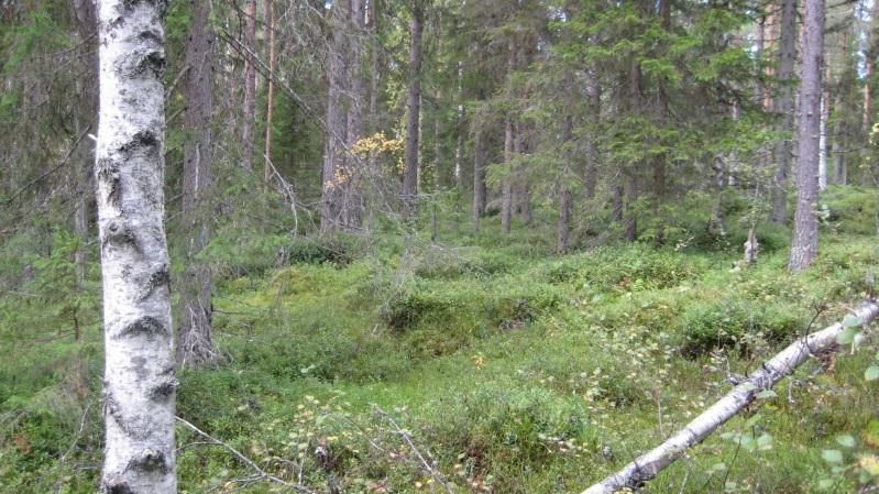 Bestånd: 45 Markägare: Svenska kyrkan Storlek: 7,6 ha Beskrivning: Svag sydväst-sluttning. Bäckmiljö(dike?)/fukstråk med blandskog ca 100 år, tall, gran, björk, grova aspar, viss skiktning.