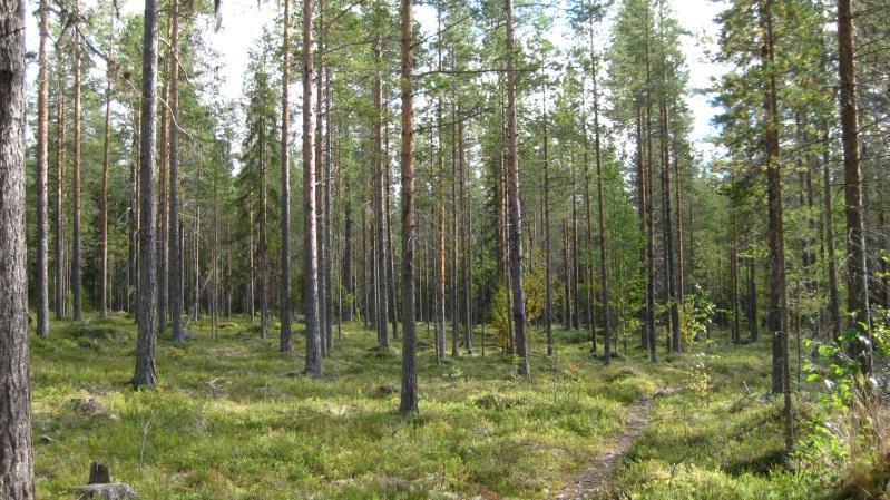 Bestånd: 47 Markägare: Svenska kyrkan Storlek: 13,1 ha Beskrivning: SV-sluttning. Ca 80 årig gallrad tallskog. Naturvärdesbedömning: Funktionsklass A/U. Klass 4. Närnaturvärde B. Ordinärt naturvärde.
