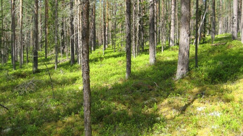 Bestånd: 49 Markägare: Svenska kyrkan Storlek: 20,4 ha Beskrivning: Sydväst sluttning.