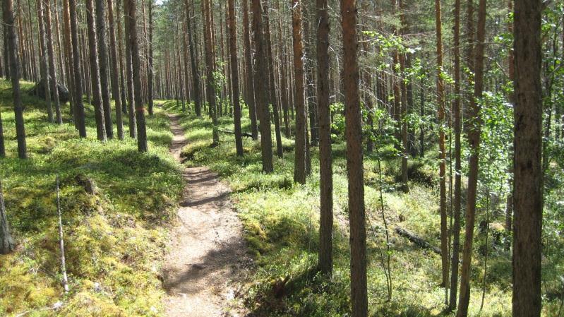 Centralt i beståndet finns ett fuktigare område med gran och löv (björk och asp). En vandringsstig löper genom beståndet. Naturvårdsintressanta arter: Spår av mindre märgborre.