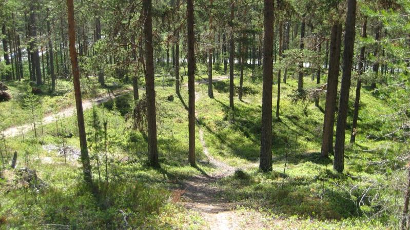 Bestånd: 51 Markägare: Svenska kyrkan. Storlek: 3,1 ha Beskrivning: Sydsluttning mot Åselevägen/Knaftenkorsningen. Äldre tallskog med graninväxning (fr.a. i östra delen). Viss skiktning och luckighet.