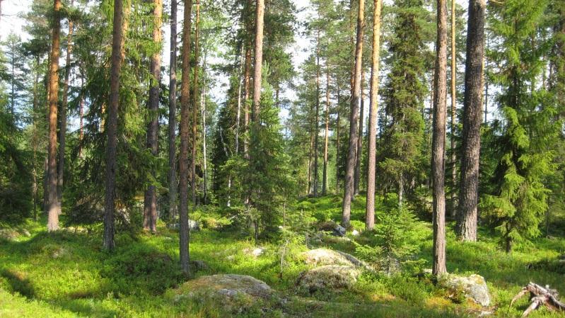 vedinsekter. Skötselförslag: Plockhuggning/skärmställning Bestånd: 52 Markägare: Lycksele kommun Storlek: 5,2 ha Beskrivning: Östsluttning.
