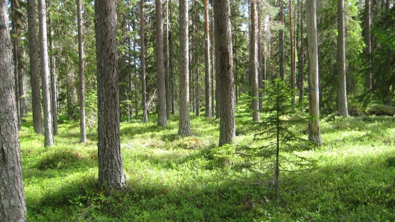 Bestånd: 53 Markägare: Lycksele kommun Storlek: 15,3 ha Beskrivning: Bergstopp ovanför backen upp till hoppbacken samt sydost sluttning. Gammal tallskog med gran. Bitvis tunt jordtäcke.