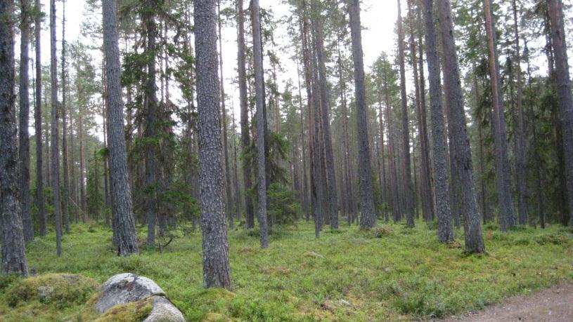 Bestånd: 55 Markägare: Lycksele kommun Storlek: 17,3 ha Beskrivning: Östsluttning. Gamla raka tallar och spridda granar. Viss skiktning framförallt i de nedre delarna. Sparsamt med död ved. Skidspår.