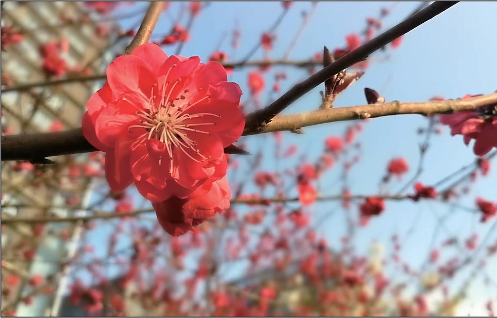 Kamera Bred bländare Produktfunktioner Läget Bred bländare: betona ditt motiv Vill du visa upp en ponny i ett hav av blommor, betona motivet i en folkmassa eller öka ljusstyrkan i en miljö med svagt