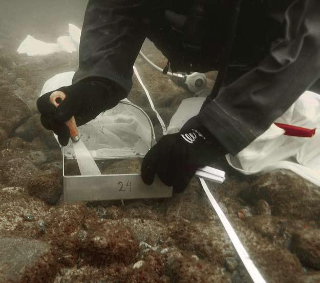 partiklar som grumlar vattnet, eftersom avståndet till både flodmynningar och industrier ökar. Vattnet är klarare och ljuset kan tränga ned längre. Dessutom blir sedimentationen mindre.