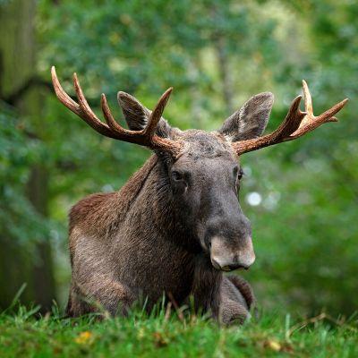 Antal jägare: 1-6 jägare, med max 2 jägare i samma camp Inkvartering: