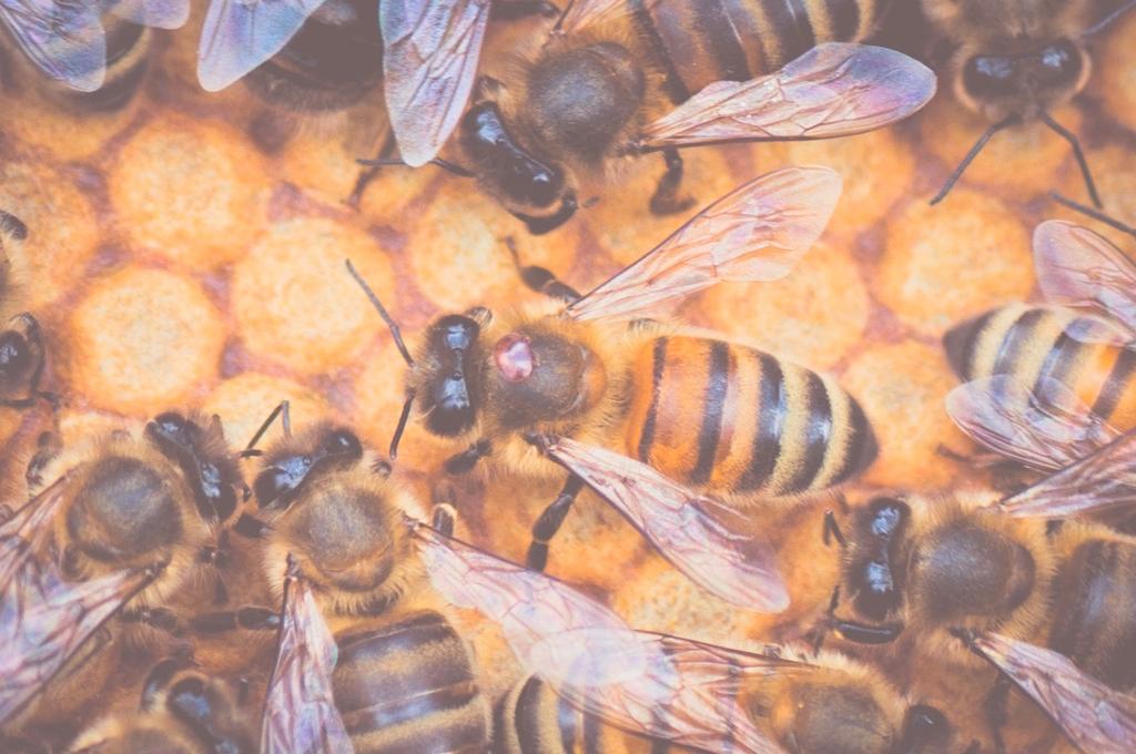 3.2.18-7600/17 Europe-wide evaluations of Varroa mite-surviving honeybee populations for their potential in mite-resistant breeding 24 Sökanden: Ekologicentrum, SLU Projektledare: Barbara c/o Barbara