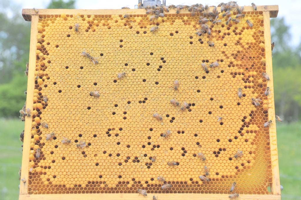 56 3.2.18-7940/17 Testbiodling Test bee keeping Föreningen Svensk Buckfastavel Thuresson Projektledare: c/o NilsNils Thuresson Nosabyvägen 280 291 44 Kristianstad nils.thuresson@kund.biknet.