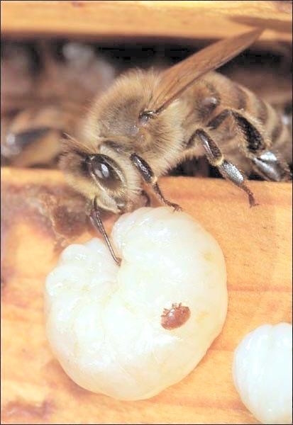 3.2.18-5518/16 Avel för Varroatolerans Breeding for Varroa tolerance 6 Sökanden: Lunds Biavelsklubb ek för Projektledare: Bengt Vindelgatan Andreasson 4A Vindelgatan 4A 24762 Veberöd bengt.