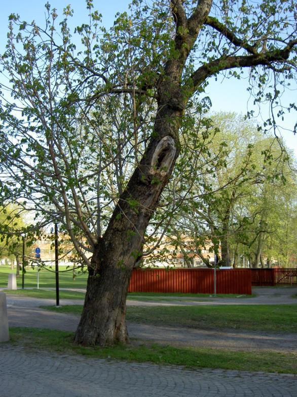 En övervägande del av de skyddsvärda ekarna växer i olika typer av skog, vilket delvis förklarar de igenväxningsproblem vi ser i resultaten.