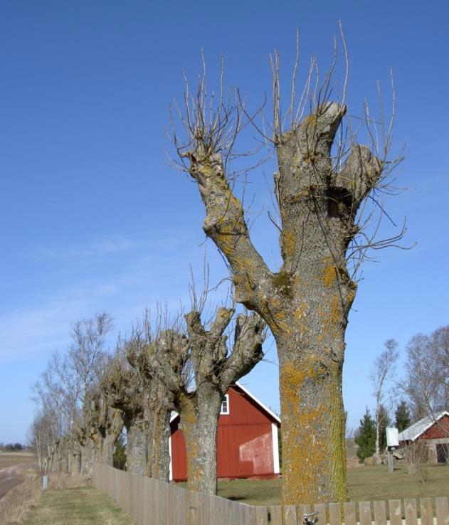 TiILLSTÅNDET FÖR SKYDDSVÄRDA TRÄD I SYDÖSTRA SVERIGE 37 5.3. Hamlade träd I vilken naturtyp växer de?