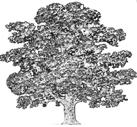 trädportal: Ej bedömt Stackmyror (avser endast Fomica rufa-gruppen) 3