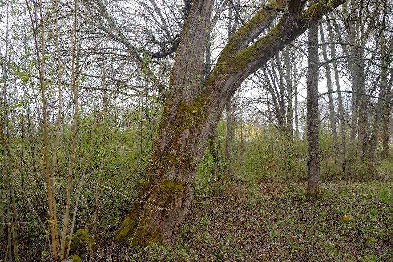 4.2 Delområde B Delområdet utgörs en äldre verkstad, hela området är mycket påverkat från tidigare verksamhet. 4.3 Delområde C Delområdet utgörs en äldre hytta med tillhörande byggnader. 4.4 Delområde D Delområdet utgörs av lövvegetation av lundkaraktär.