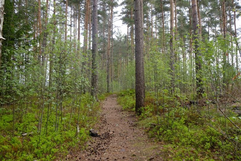 4.2 Delområde B Delområdet består av ett grönområde, i norr finns rikligt med inslag av löv, främst rönn samt grövre överståndare