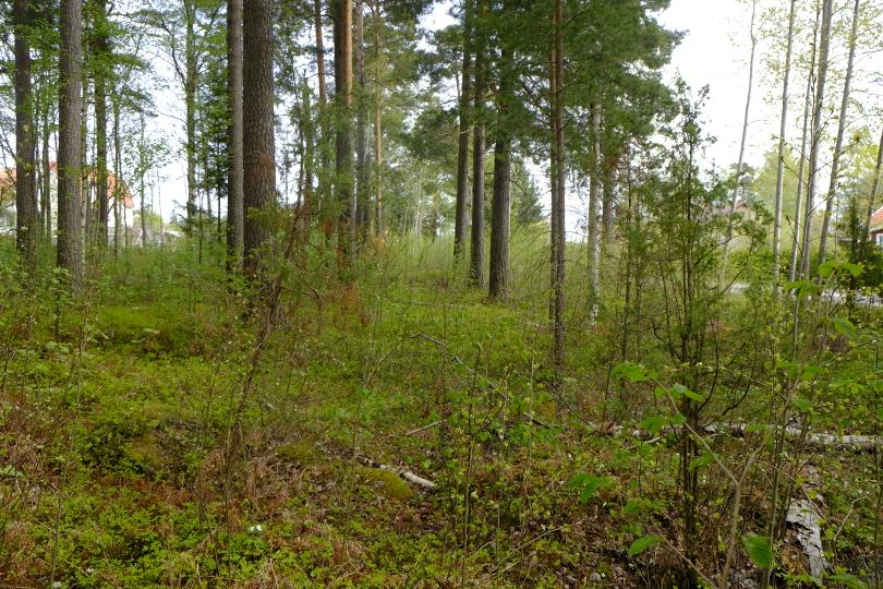 Foto över delområde C med låglänt ställvis fuktig mark Foto över delar med tall och grövre träd i