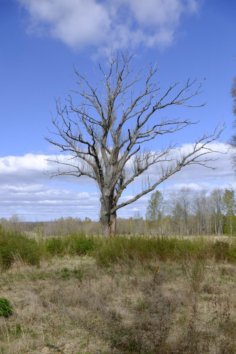 5.2 Delområde B Naturvärdesklass: visst naturvärde, klass 4 Värdering: Äldre solbelysta värdeelement i forma av tre fristående ekar, vid inventeringen återfanns angrepp av insekter under barken.