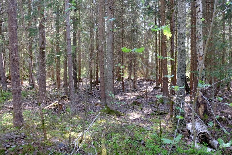 Foto över tätare blandad vegetation i och kring våtsänkorna i