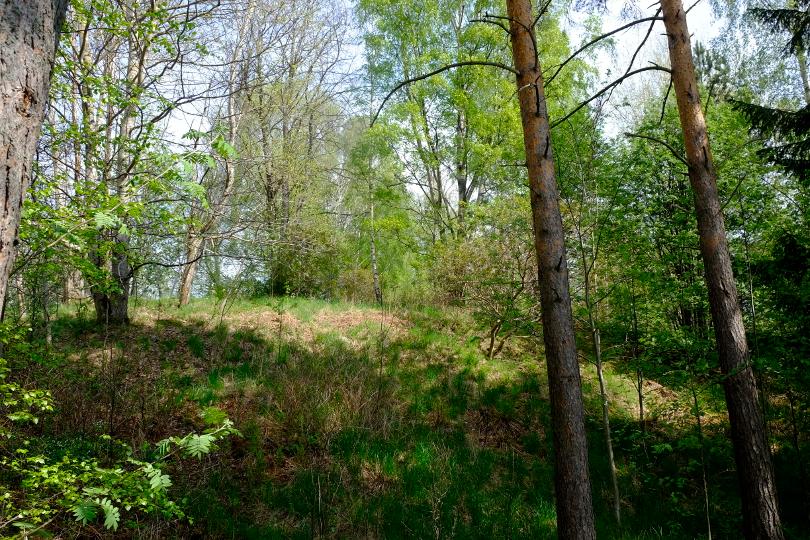 6.3 Delområde C Delområde C utgörs av en centralt belägen höjd med lövvegetation.