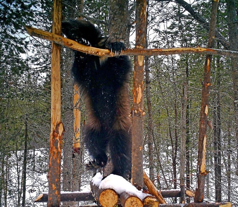 En järv fångad på bild när den sträcker sig efter fotostationens lockbete, ett älghuvud.